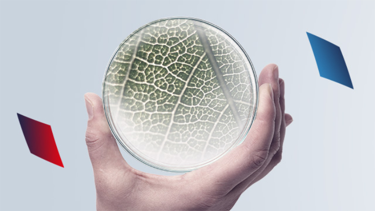 Im Zentrum des Bildes hält eine Hand auf hellem Hintergrund ein rundes Laborglas, in dem die vergrößerte Zellstruktur eines Blattes zu sehen ist. Links und rechts im Bild sind weitere Quadrate zu sehen, links ein rotes, rechts ein blaues.